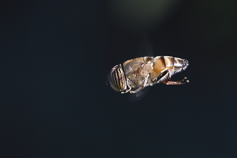 Eristalinus taeniops